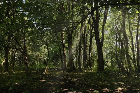 Sunlight filters through dense, leafy trees Stock Photos