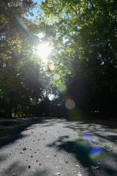Sunlight filters through dense, leafy trees Stock Photos