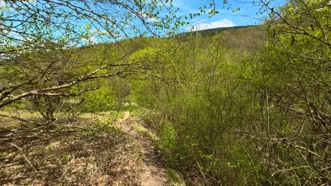 Sunlight filters through dense new leaves. Balkan, Eastern Europe, POV Video stock 333587870