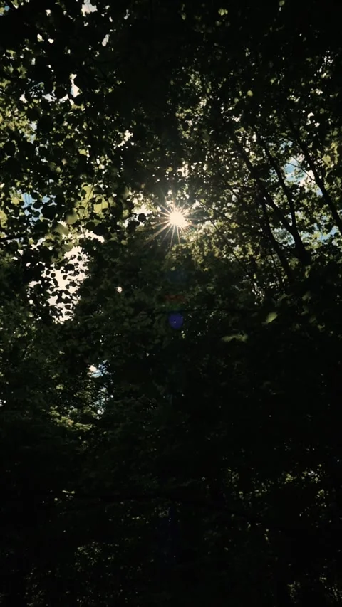 Sunlight filters through dense tree branches in a forest area during midday. The 库存影片 344440274