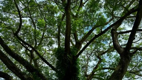Sunlight filters through a dense tree canopy, casting intricate patterns and  Photos
