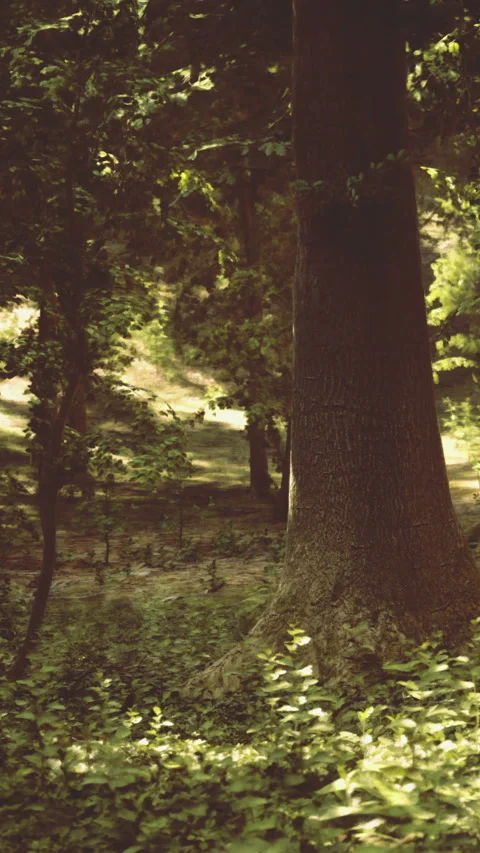 Sunlight filters through dense trees in a peaceful forest setting Видео 317094725