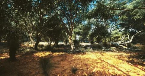 Sunlight filters through dense trees in Australia lush forests Stock Illustration