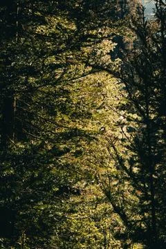Sunlight filters through dense trees, creating a dappled, mystical scene. Stock Photos