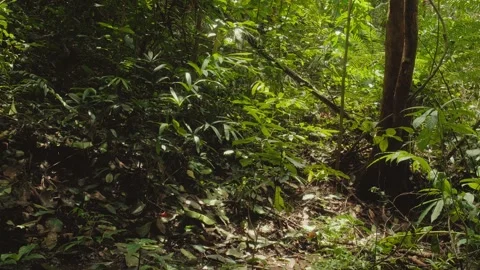 Sunlight filters through dense tropical forest vegetation, illuminating div.. Stock Footage 345021456