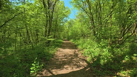 Sunlight filters through dense, vibrant green trees. Balkan, Eastern Europe, POV Video stock 333348604
