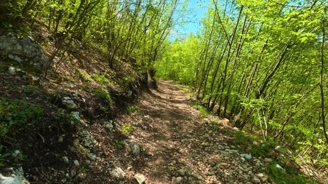 Sunlight filters through dense, vibrant green trees. Balkan, Eastern Europe, POV Видео 333843340