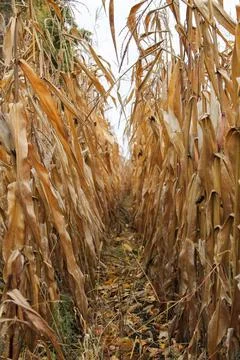 Sunlight filters through dry corn stalks in a field during autumn harvest s.. Stock Photos