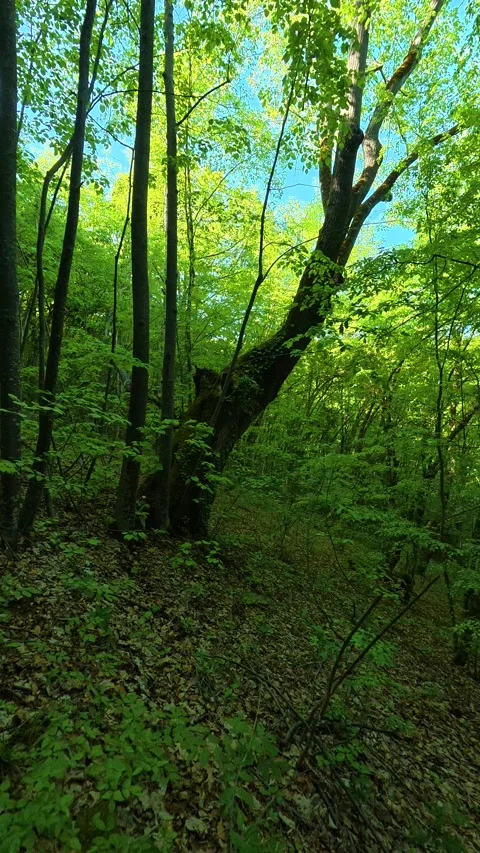 Sunlight filters through emerald leaves. Ovcar Kablar Gorge, Serbia. Vertical Видео 334227072