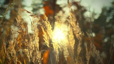 Sunlight filters through a field of tall golden grass during sunset casting Stock Footage 331287861