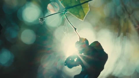 Sunlight filters through foliage creating soft rays Stock Footage 336976103