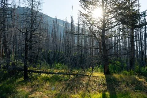 Sunlight filters through a forest of bare trees on a grassy hill. Stock Photos