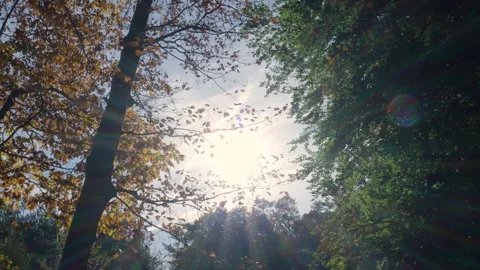 Sunlight filters through forest canopy in autumn Stock Footage 320813011