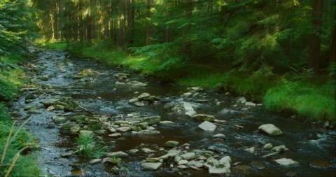 The sunlight filters through the forest trees as the stream meanders gently Stock Footage 306761444