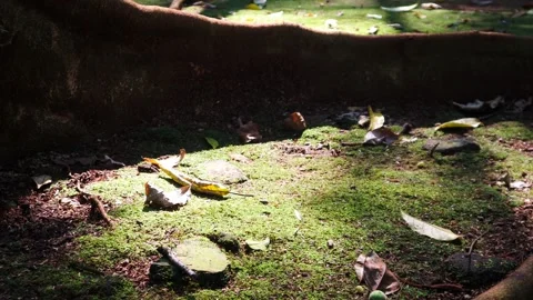 Sunlight filters through forest trees illuminating moss covered ground Stock Footage 336593246