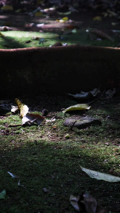 Sunlight filters through forest trees illuminating moss covered ground Stock Footage 336593274