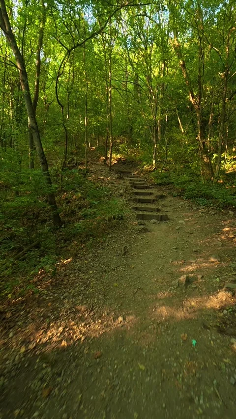 Sunlight filters through green canopy above. Soko Grad, Vertical 動画素材 345897971