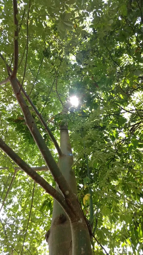 Sunlight filters through green leaves above Stock Footage 331387846