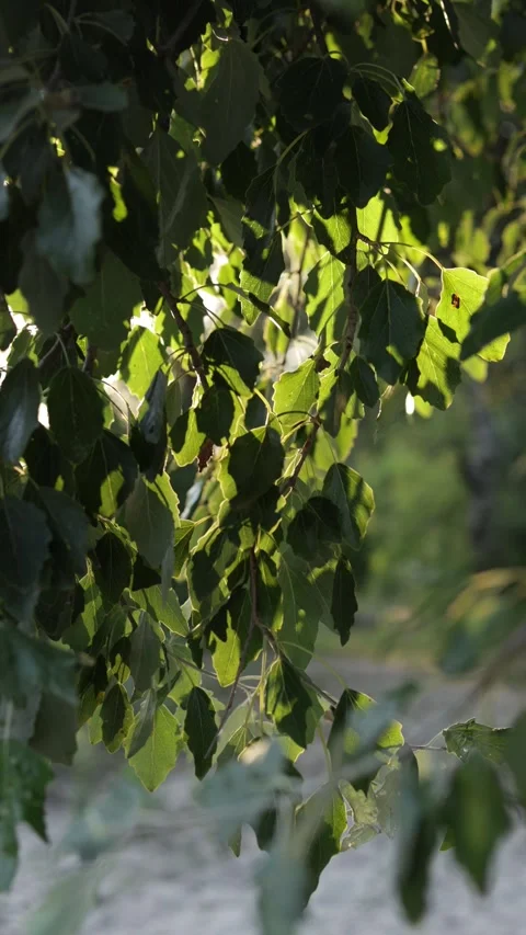 Sunlight filters through green leaves on tree branches in the forest Vidéo 340844523