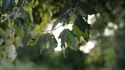 Sunlight filters through green leaves on a tree branch in soft focus Vidéo 340844554