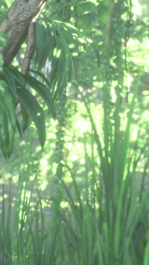 Sunlight filters through green plants and leaves in a lush garden scene Stock Footage 336581987