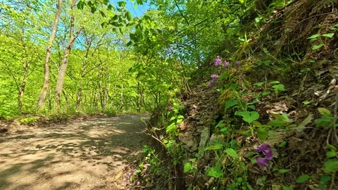Sunlight filters through green trees. Balkan, Eastern Europe, POV Video stock 333348028