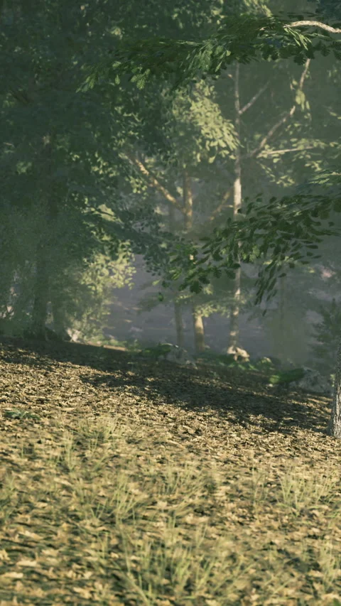 Sunlight filters through green trees in a tranquil forest setting Stock Footage 341410751