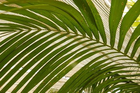 Sunlight filters through the intricate patterns of large palm leaves Photos