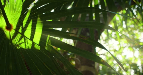 Sunlight filters through a large palm leaf in a tropical jungle forest Stock Footage 309602922