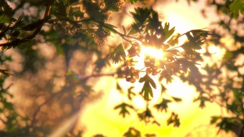 Sunlight filters through leafy branches Vidéo 333398027