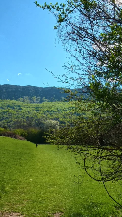 Sunlight filters through leafy branches. Slavinja, Vertical Stock-Footage 335947564
