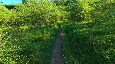 Sunlight filters through leafy green canopy. Kozji Kamen hiking path, Serbia Stockbeeldmateriaal 342341467