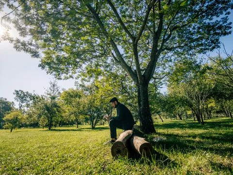 Sunlight filters through the leafy tree canopy 스톡 사진