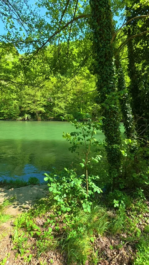 Sunlight filters through leafy trees. Ovcar Kablar Gorge, Serbia. Vertical Video stock 334226529