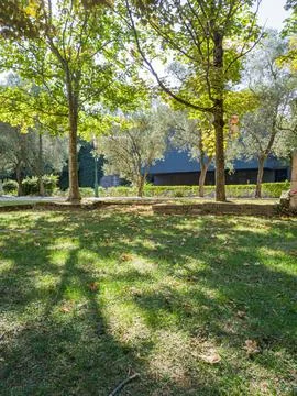 Sunlight filters through leafy trees casting shadows on the green grass Stock-Fotos