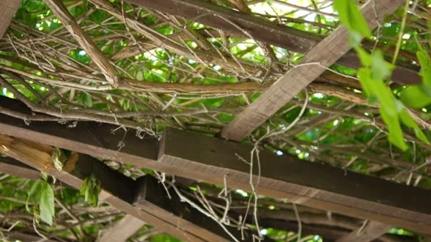 Sunlight filters through leafy vines on a pergola, creating a peaceful, nat.. Stock Footage 292071274