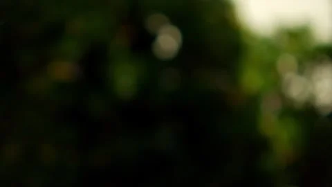 Sunlight filters through leafy vines on a pergola, creating a peaceful, nat.. Stock Footage 292072886