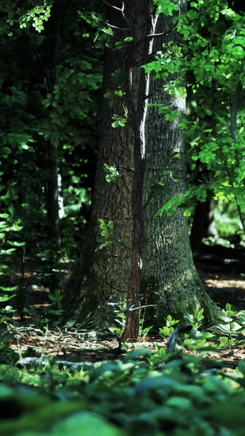 Sunlight filters through leaves around a large tree in a dense forest Stock Footage 340637044