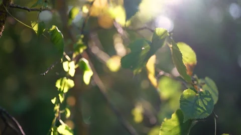 Sunlight filters through leaves, casting light and shadows on the leaves. Green Stock Footage 317997699