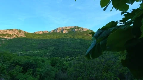 Sunlight filters through leaves, casting gentle shadows. Sicevo Gorge, Serbia. Vídeos de archivo 337052627