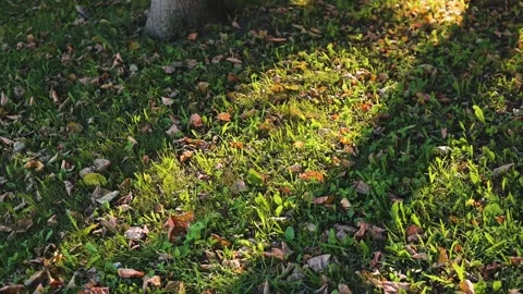 Sunlight filters through leaves casting shadows on the grass. The ground is Stock Footage 344667627