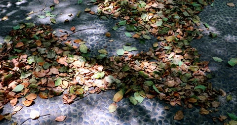 Sunlight filters through the leaves, creating dappled shadows on the leaf l.. 库存影片 334669099