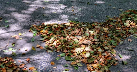 Sunlight filters through the leaves, creating dappled shadows on the leaf l.. 库存影片 334669117