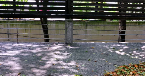 Sunlight filters through the leaves, creating dappled shadows on the leaf l.. 库存影片 334669179