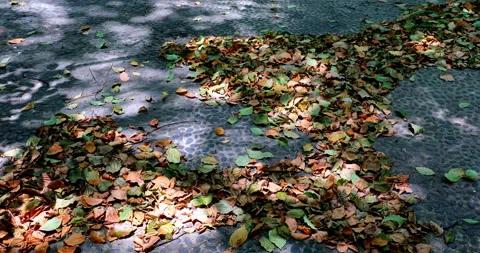 Sunlight filters through the leaves, creating dappled shadows on the leaf l.. 库存影片 334670091