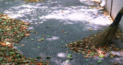 Sunlight filters through the leaves, creating dappled shadows on the leaf l.. 库存影片 334670136