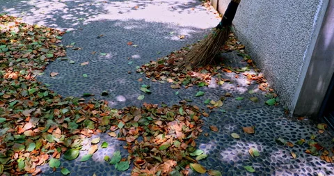 Sunlight filters through the leaves, creating dappled shadows on the leaf l.. 库存影片 334670157