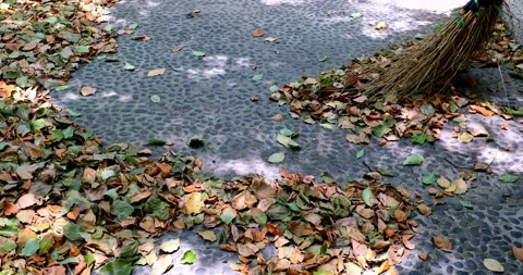 Sunlight filters through the leaves, creating dappled shadows on the leaf l.. 库存影片 334670187