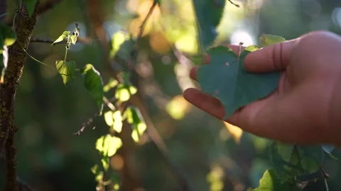 Sunlight filters through leaves as a hand touches the leaves gently, wandering Stock Footage 317997697