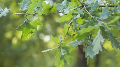 Sunlight filters through the leaves of a tree in a peaceful forest in slow .. Stock Footage 284524743